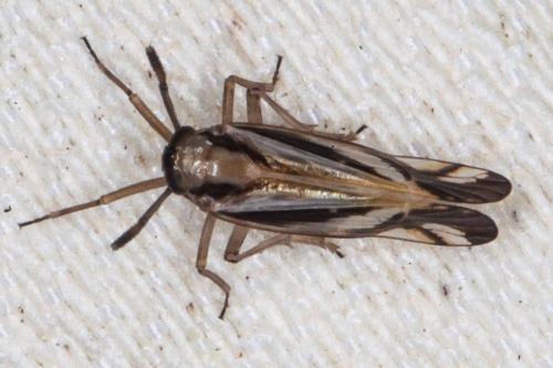 Delphax sp.