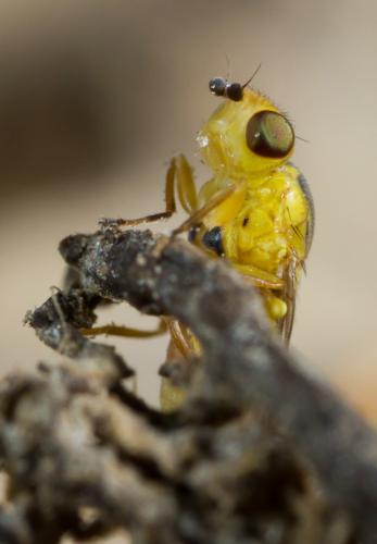 Réf. 211 654 : Thaumatomyia notata