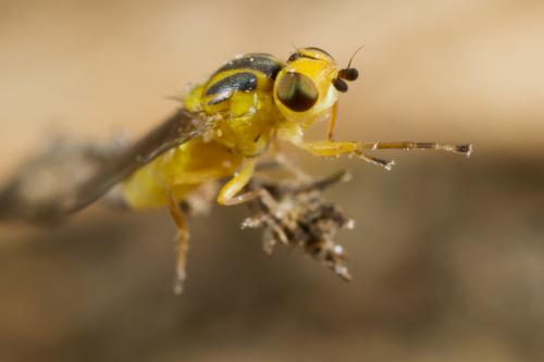 Réf. 211 655 : Thaumatomyia notata