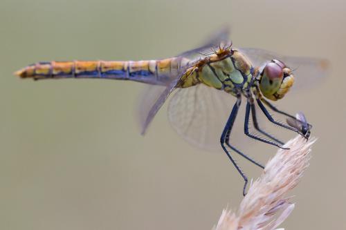 Sympetrum sanguineum