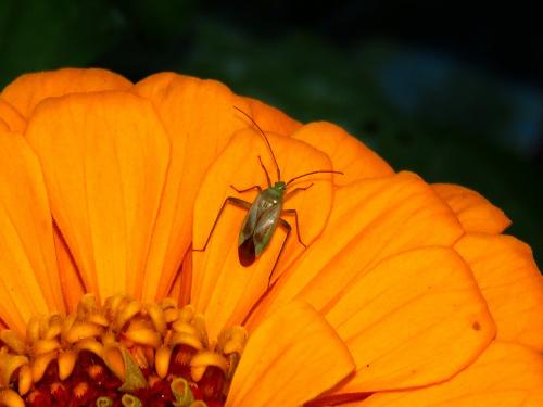 Réf. 211 819 : Adelphocoris sp.