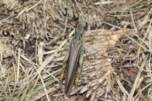 Réf. 211 229 : Stauroderus scalaris scalaris