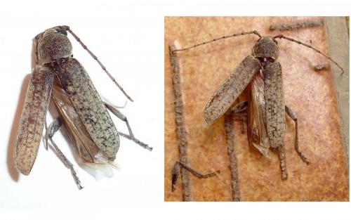 Réf. 211 436 : Trichoferus holosericeus