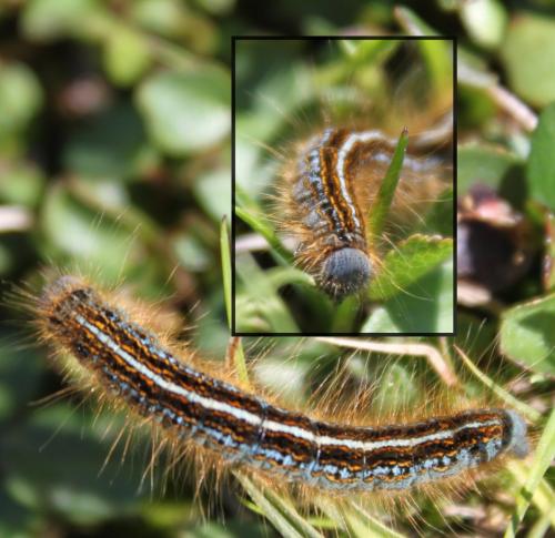 Malacosoma alpicola