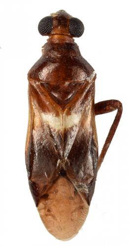 Glaphyrocoris ebikh