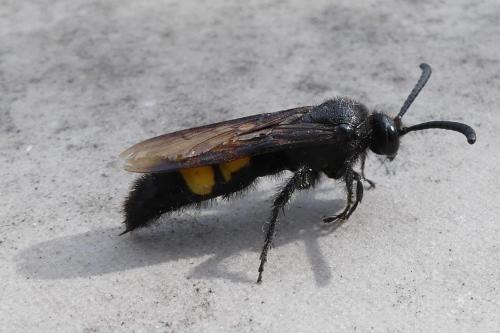 Réf. 211 059 : Scolia hirta