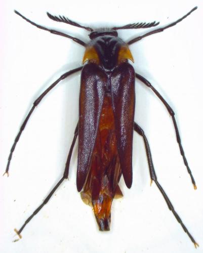 Réf. 211 796 : Metoecus paradoxus