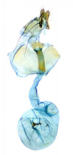 Notocelia cynosbatella