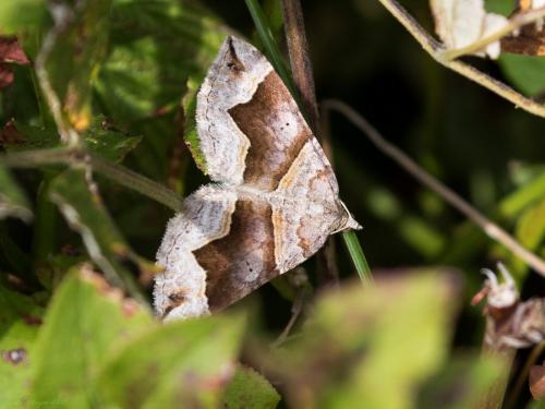 Réf. 211 309 : Scotopteryx moeniata