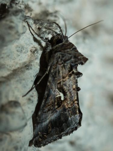 Réf. 211 692 : Autographa gamma