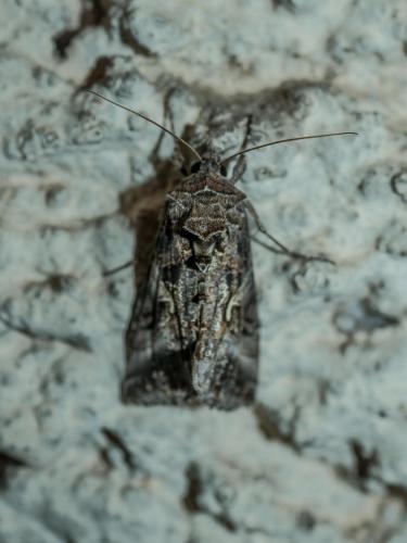 Réf. 211 694 : Autographa gamma
