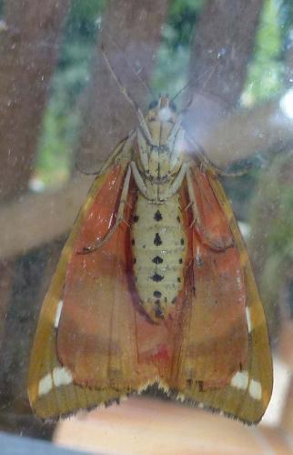 Euplagia quadripunctaria