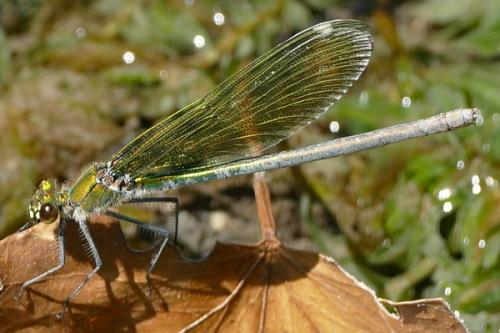 Calopteryx splendens
