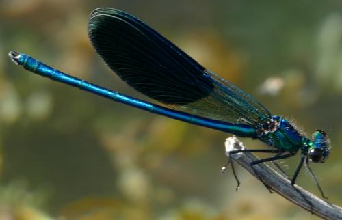 Calopteryx splendens