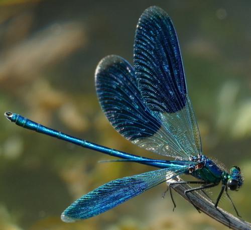 Calopteryx splendens