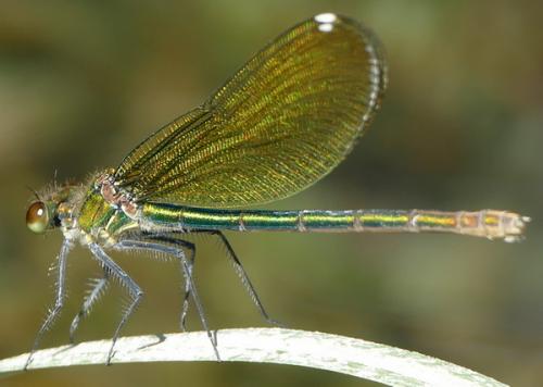 Calopteryx sp.