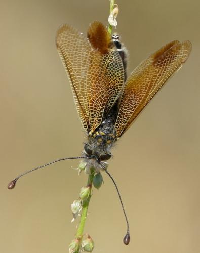 Libelloides ictericus