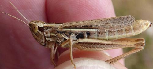 Euchorthippus declivus