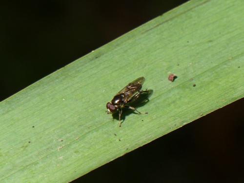 Chalcosyrphus nemorum