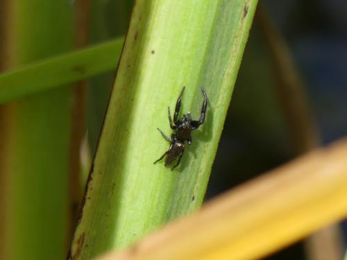 Mendoza canestrinii