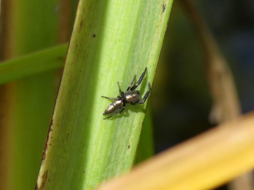 Mendoza canestrinii