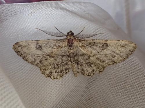 Peribatodes rhomboidaria