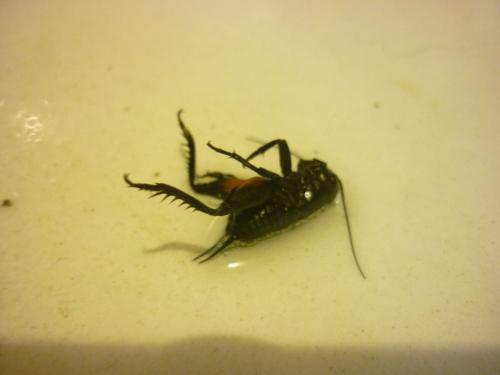Gryllus campestris