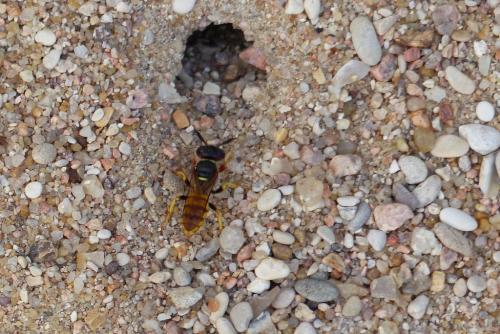 Philanthus triangulum