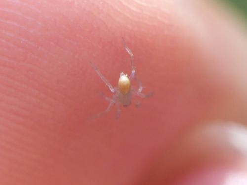 Araneae Bebe Araignee Transparente Le Monde Des Insectes Araneae Bebe Araignee Transparente Le Monde Des Insectes