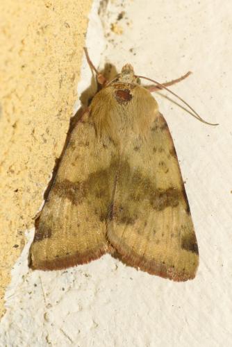 Réf. 211 479 : Heliothis viriplaca