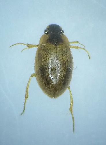 Réf. 211 532 : Laccobius sp.