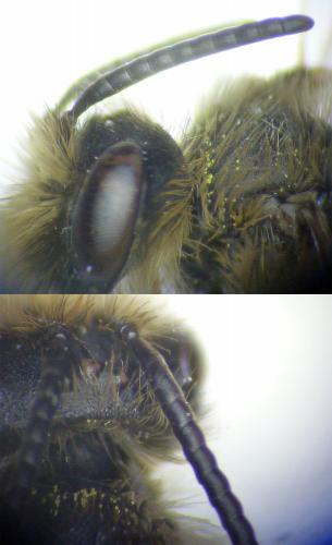 Andrena sp.