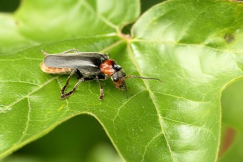 Réf. 211 841 : Cantharis fusca