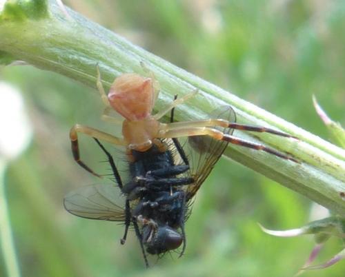 Réf. 211 008 : Thomisus onustus