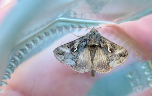 Autographa gamma