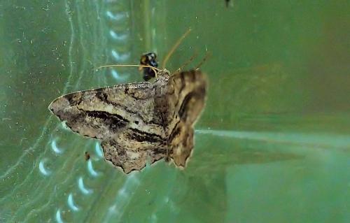 Réf. 211 840 : Chiasmia aestimaria