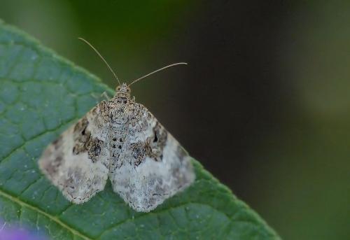 Epirrhoe alternata