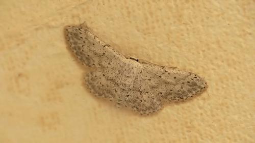Idaea seriata