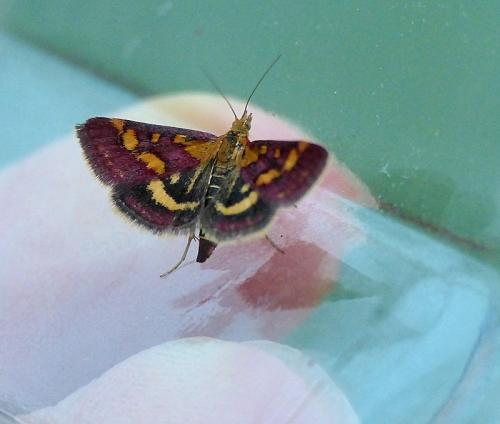 Réf. 211 667 : Pyrausta purpuralis
