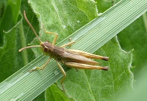 Réf. 211 124 : Pseudochorthippus parallelus parallelus