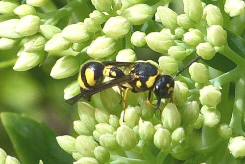 Réf. 211 216 : Eumenes coronatus