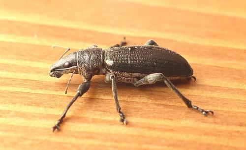 Brachyderes lusitanicus