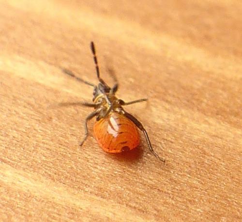 Pyrrhocoris apterus