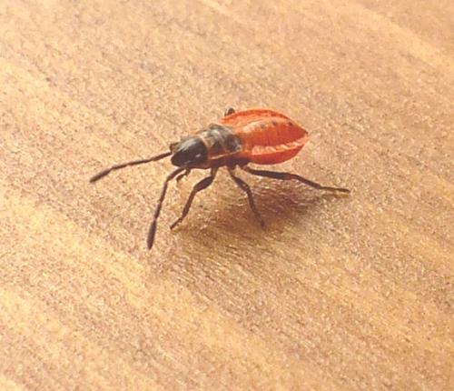 Pyrrhocoris apterus