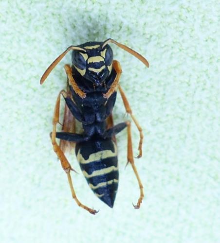 Polistes nimpha