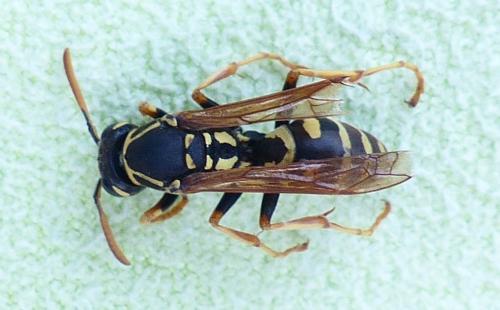 Polistes nimpha