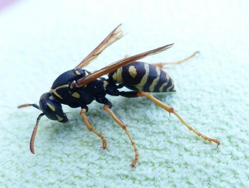 Polistes nimpha