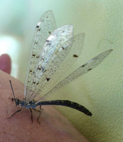 Distoleon tetragrammicus