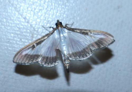 Réf. 211 736 : Cydalima perspectalis