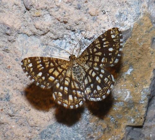 Chiasmia clathrata